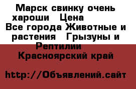 Марск свинку очень хароши › Цена ­ 2 000 - Все города Животные и растения » Грызуны и Рептилии   . Красноярский край